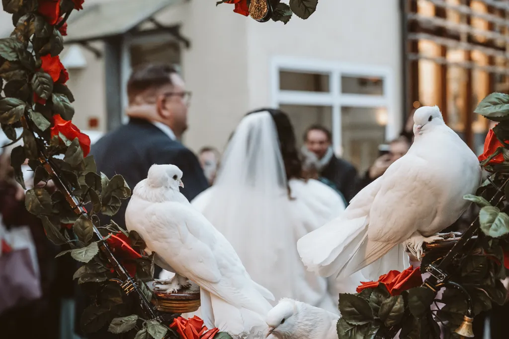 Weiße Hochzeitstauben als Symbol der Liebe Weiße Hochzeitstauben sitzen in einem Herz aus roten Rosen vor dem Standesamt. Romantisches Detail der Hochzeitsbegleitung.